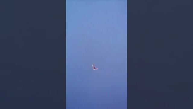 Видео про голубей смотреть онлайн