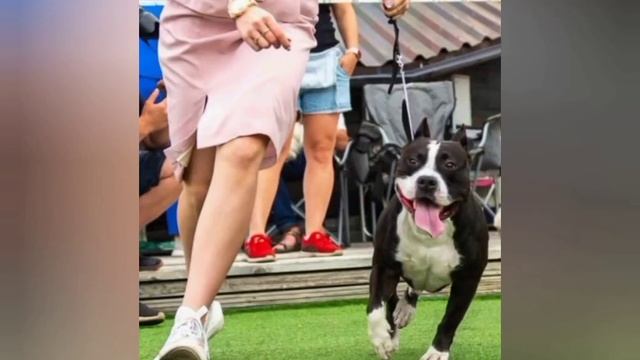 Американский стаффордширский терьер Амстафф Эдгар ПО отец Соллы, ?чемпион, CAC