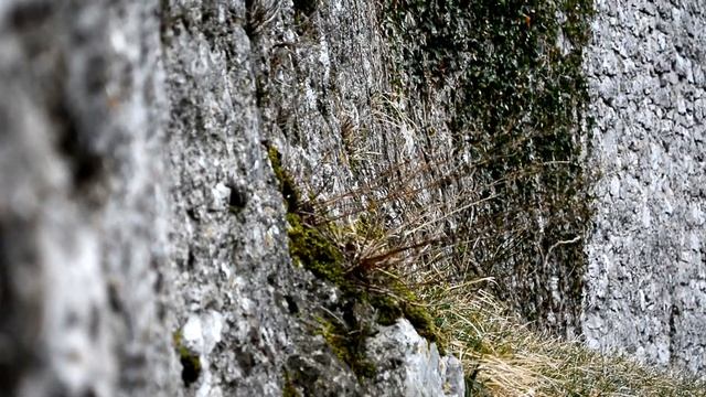 Nikon D5200 - Video Test смотреть онлайн
