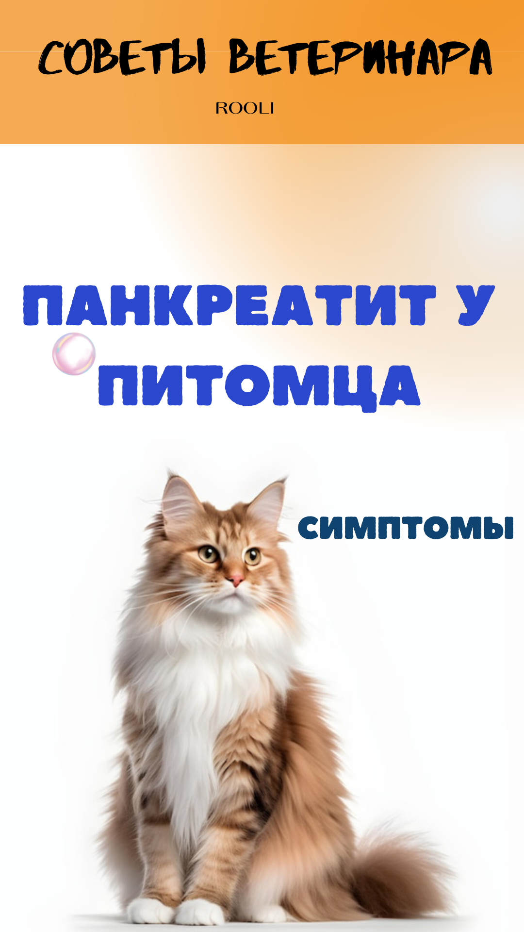 Панкреатит у домашних животных - кошек, собак, грызунов, крыс, шиншилл, хомяков. Симптомы смотреть онлайн