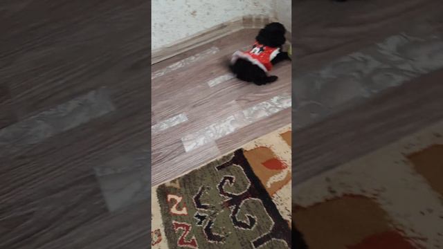 мальтипу девочка смотреть онлайн