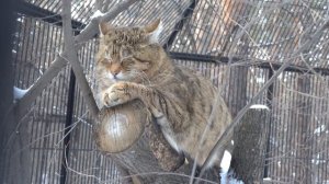 Европейский лесной кот. 10.03.2023