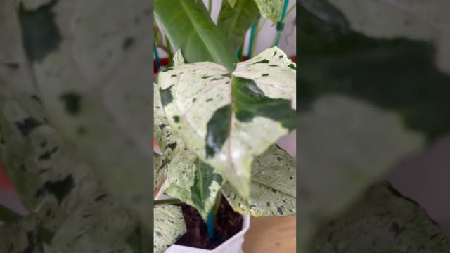 Tanaman Hias Syngonium Green Splash #syngonium #syngoniumgreensplash #bercocoktanam #tanamanhias