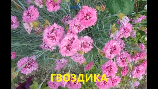 НЕПРИХОТЛИВЫЕ ЦВЕТЫ. ИМ НЕТ РАВНЫХ ПО ПЫШНОМУ, ОБИЛЬНОМУ И ДЛИТЕЛЬНОМУ ЦВЕТЕНИЮ смотреть онлайн