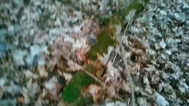 Forest Diary (21.01.20) Tokari, Sumy Ukraine. Зимний опёнок. Сумы, Украина