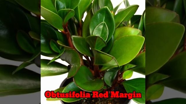 83 Rare Varieties of Peperomia Plant with Names | 83 Peperomia Species | Plant and Planting смотреть онлайн