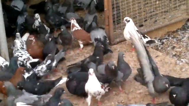 НИКОЛАЕВСКИЕ ГОЛУБИ БАБОЧКА /pigeons/ В ГОСТЯХ У ВОВЫ КЕРЧЕНСКОГО смотреть онлайн