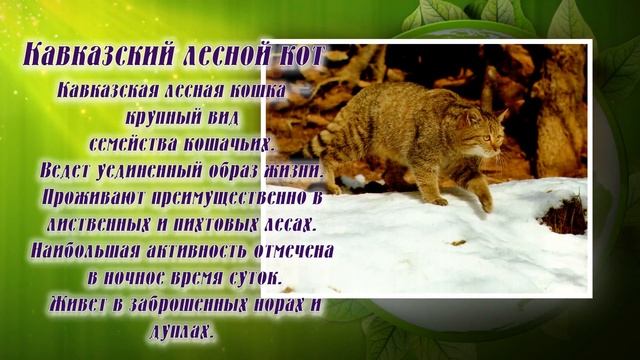 Животные Красной книги Краснодарского края смотреть онлайн