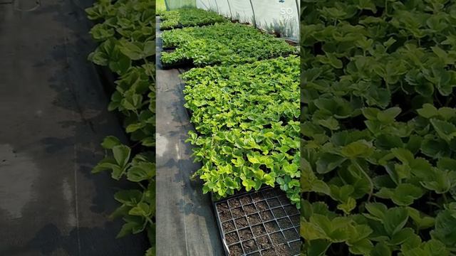 7 августа 2022г. Люди едут за сотни киллометров за нашей рассадой 🍓 Магнус, Румба, Мурано, Вивара.. смотреть онлайн