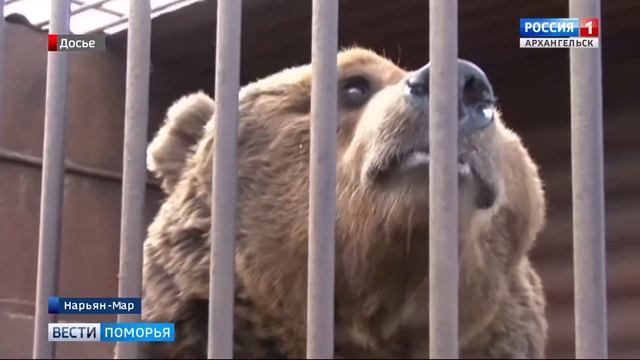 В Ненецком округе бурый медведь заповедника "Ненецкий" вышел из зимней спячки смотреть онлайн