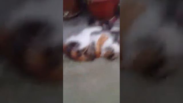 Маруся встретила свою маму Принцессу смотреть онлайн