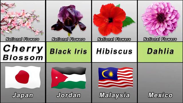 National Flower of the Countries | National flowers смотреть онлайн