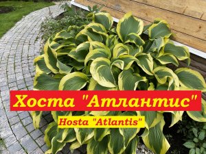 Хоста Атлантис Hosta Atlantis
