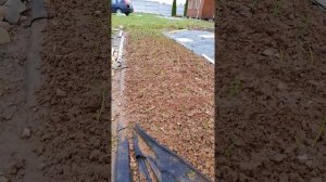 Укрывать или не укрывать лук от заморозков