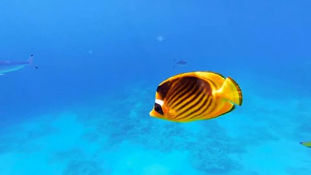 Коралловый риф в отеле Siva Sharm. (Справа от пантона) Бухта Sharks bay смотреть онлайн