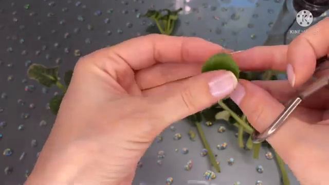 Не выбрасывайте пень после переукоренения фиалки! АВ-Экстаз смотреть онлайн