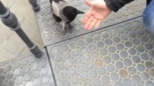 Как приручить ВОРОНУ!????