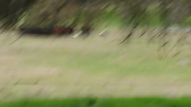 Ранчо в Калифорнии - Собаки работают 2013 смотреть онлайн