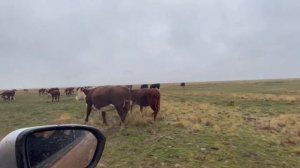 Продаем помесных телят Лимузинов на племя