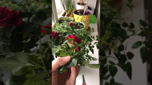 Как правильно отрезать бутоны роз, которые отцвели? смотреть онлайн