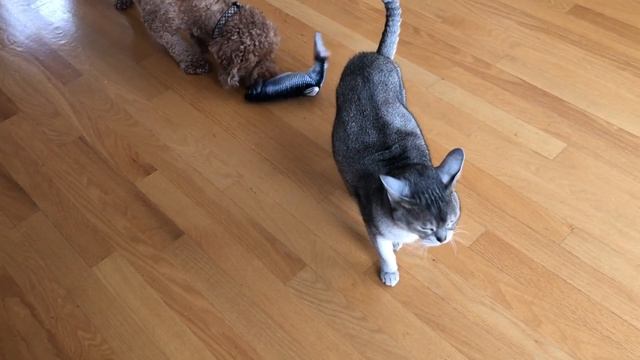 Abyssinian cat FLOPPY FISH fail смотреть онлайн