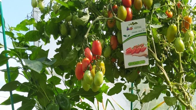 🍅🌶️ В Гостях у Олеси: Смотрим, Что Выросло в Её Теплице! смотреть онлайн