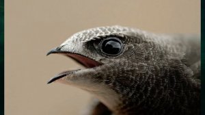 "Как животные питаются", Окружающий мир 3 класс ч.1  с.116-119, Планета знаний.