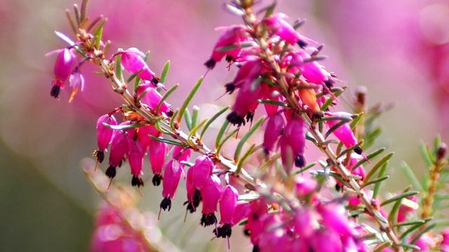 Дабеция - Daboecia / Цветущий кустарник для кислых почв / ЭНЦИКЛОПЕДИЯ Растений смотреть онлайн