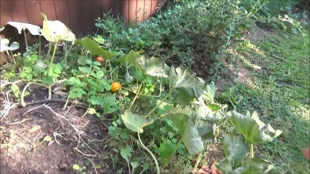 ///По кофейку и еще кое-что от Фаберлик///Садовый центр- какие цветы!!!///Гостим у Гали/// смотреть онлайн