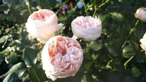 РОЗА ФИЛИНГ ??? РОСКОШНЫЙ  ПОДАРОК ??? ОТ СЕРГЕЯ ОВЧАРОВА ☝️???..