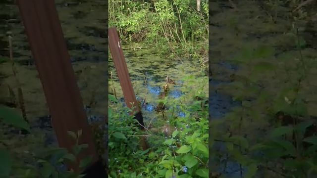 Уточка на даче, в пруду. Часть 1 смотреть онлайн