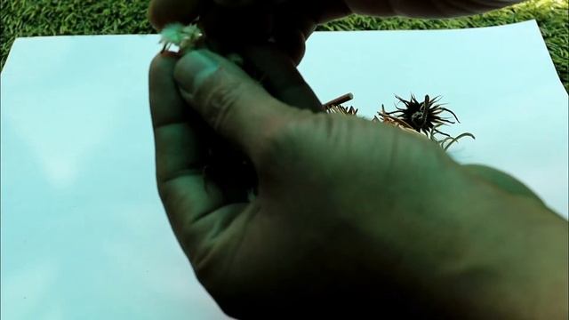 How to Collect Seeds from Gazania flower गजानिया के फूल से बीज कैसे कलैक्ट करे смотреть онлайн