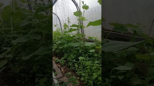 Огурцы, наблюдаем их рост за 10 дней, ролик 4 смотреть онлайн