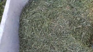 Посадка дыни в мешок