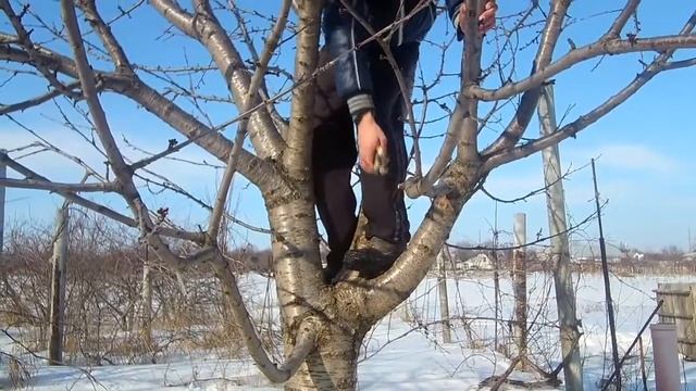 Весенняя обрезка сада Обрезаем черешню правильно смотреть онлайн