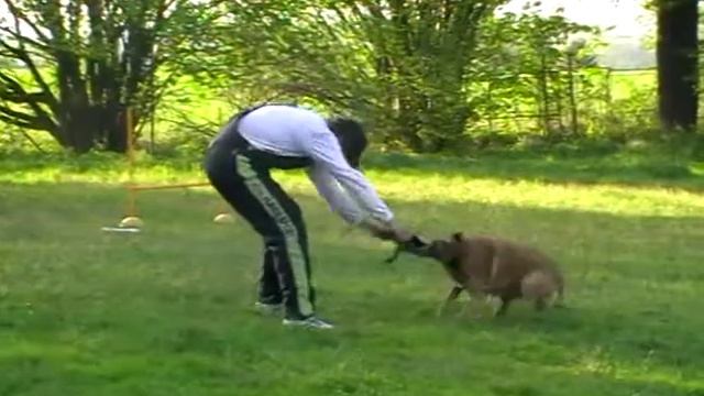 Džina z Vandalky - výcvikový maxi - víkend KCHBO, Záměl 2012 смотреть онлайн