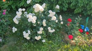 20 июня 2022 г. #Розы в саду. Сорт Princess Miyuki (#ПринцессаМиюки), #Штёртебекер.