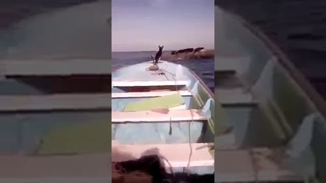 собака смотреть онлайн
