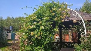 Мої декоративні жимолості: Халліана і Серотина