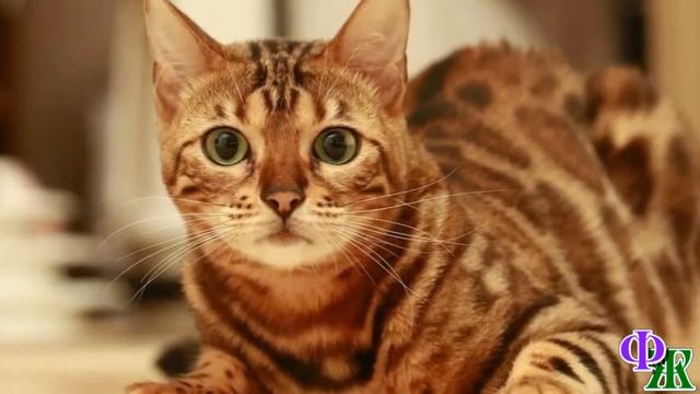 - Надоел, пакостник! - Кота не кормили, надеясь, что он уйдет сам смотреть онлайн