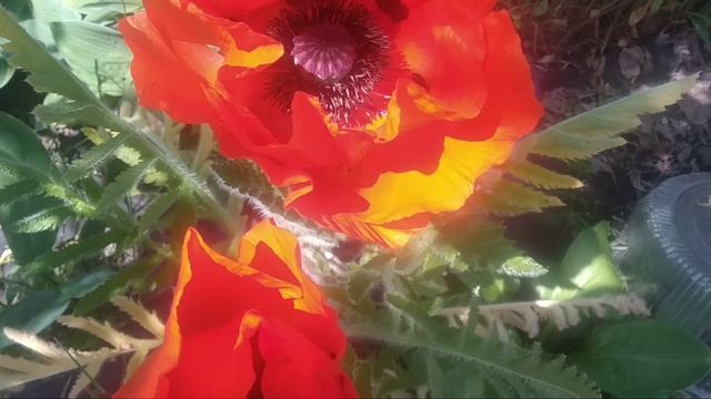 Маки,маки,красные маки....🥀🌺🥀🌺