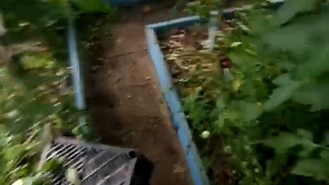 Я в шоке от томата розовый мёд и конфетное дерево. смотреть онлайн