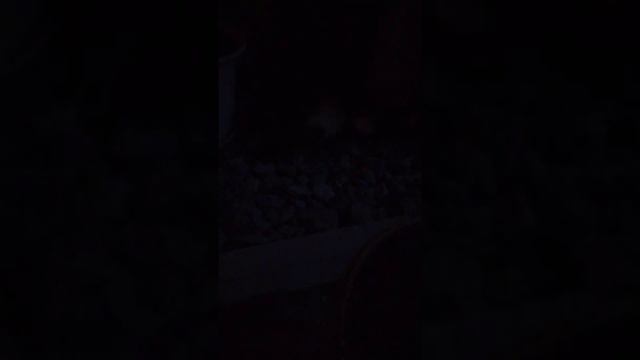 влог гуляю с котёнком ночью 😘 5 часть Буся как обычно 2 месяца / гулянка с малой 🐈 vlogs 😽 смотреть онлайн