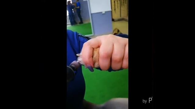 Обработка когтей собаки гриндером смотреть онлайн