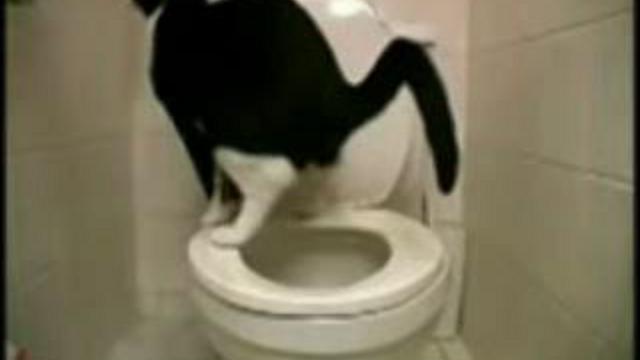 Чистоплотные коты смотреть онлайн