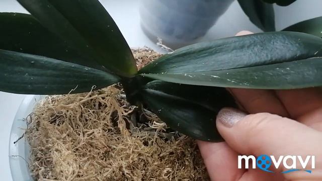 #ВИДЕООТЧЕТ#Как поживают ДикийКот,МарияТереза,ЛекоФантастик и ПиратПикоти#14.04.21 смотреть онлайн