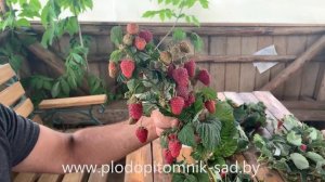 ? Малина Радзиева (Radziejowa) ? Один из самых лучших сортов польской селекции.