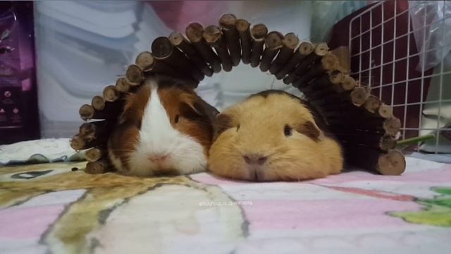 Guinea pig yawning compilation 1 - hughug a guinea pig смотреть онлайн