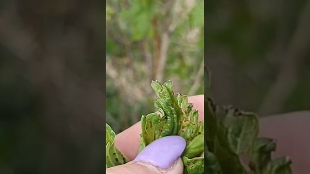 МАЛИНОВЫЙ ДОЛГОНОСИК И НЕТ УРОЖАЯ КЛУБНИКИ (ПОЛНОЕ ВИДЕО НА КАНАЛЕ) смотреть онлайн