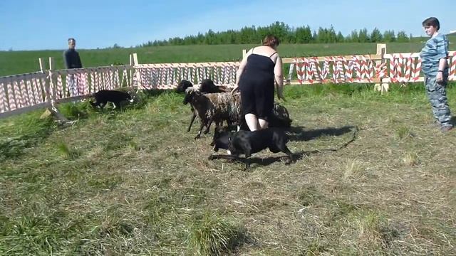 Голландская овчарка и овцы смотреть онлайн